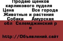 Продаю щенков карликового пуделя › Цена ­ 2 000 - Все города Животные и растения » Собаки   . Амурская обл.,Селемджинский р-н